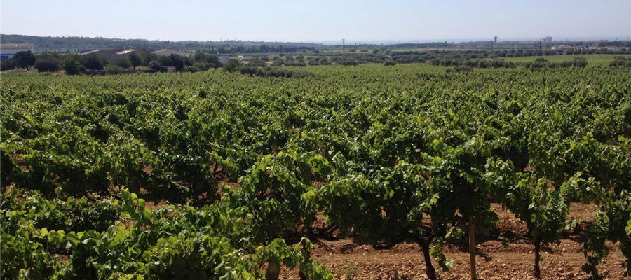 Cristaleros en El Vendrell baratos 24 horas ☎ 629244599 